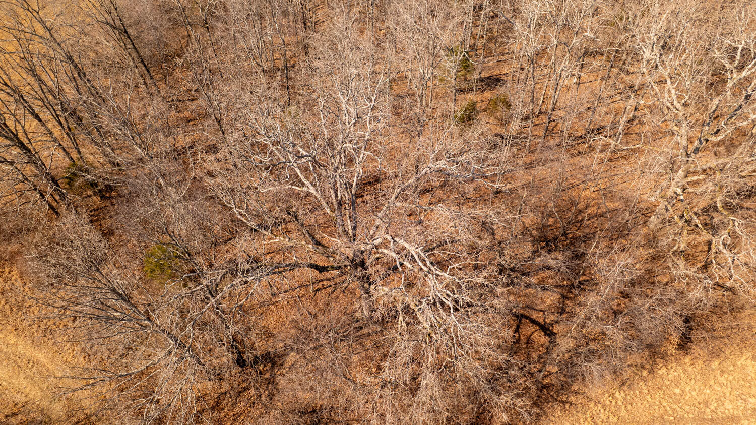 0 Pleasant Run Road Mammoth Spring, AR 72554 - Photo 7 of 35 329 acres 024