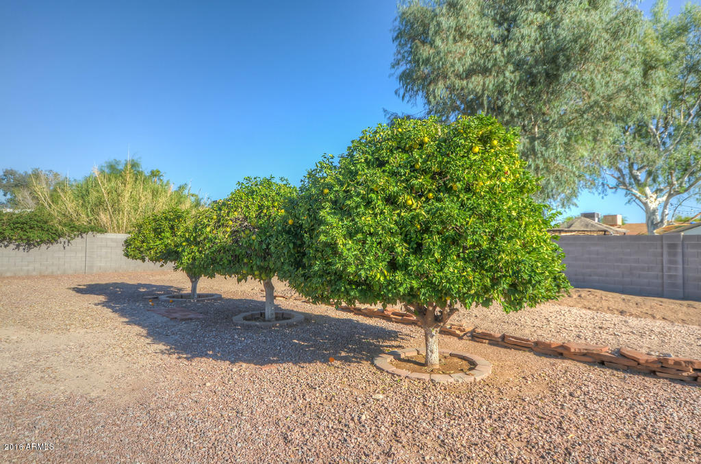7655 East Mawson Road Mesa, AZ 85207 - Photo 9 of 33 Citrus trees