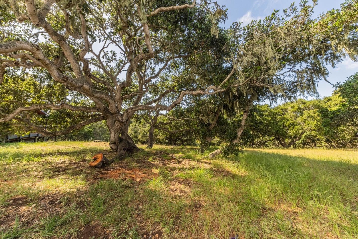 14190 Reservation Road Salinas, CA 93908 - Photo 27 of 34 a view of yard with trees