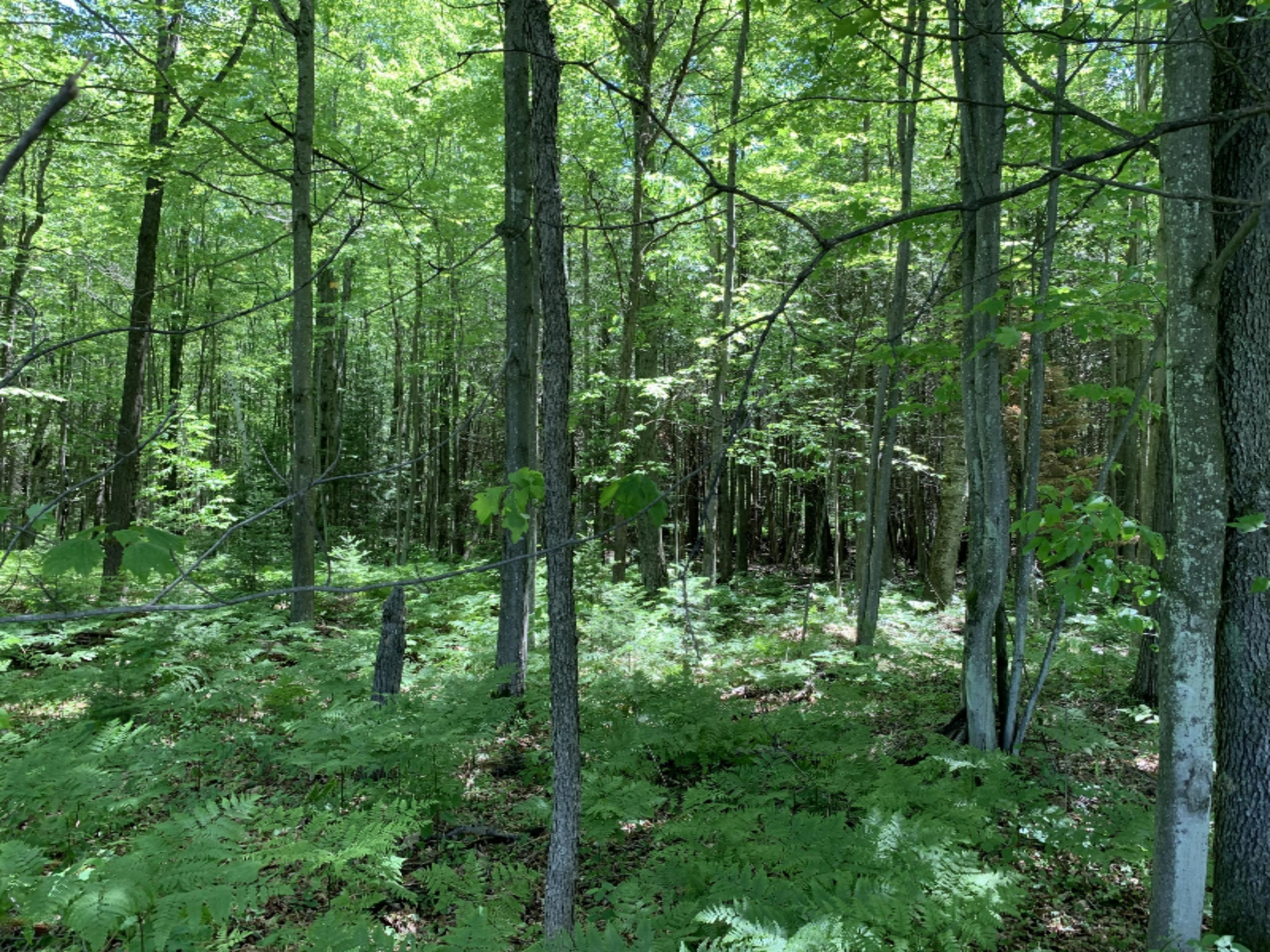11320 Clam River Road Marion, MI 49665 - Photo 23 of 32 IMG_3728