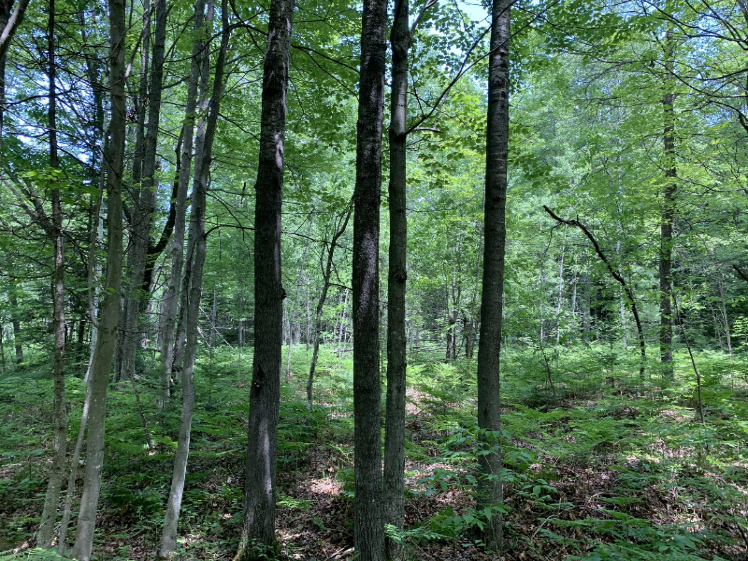 11320 Clam River Road Marion, MI 49665 - Photo 28 of 32 IMG_3733