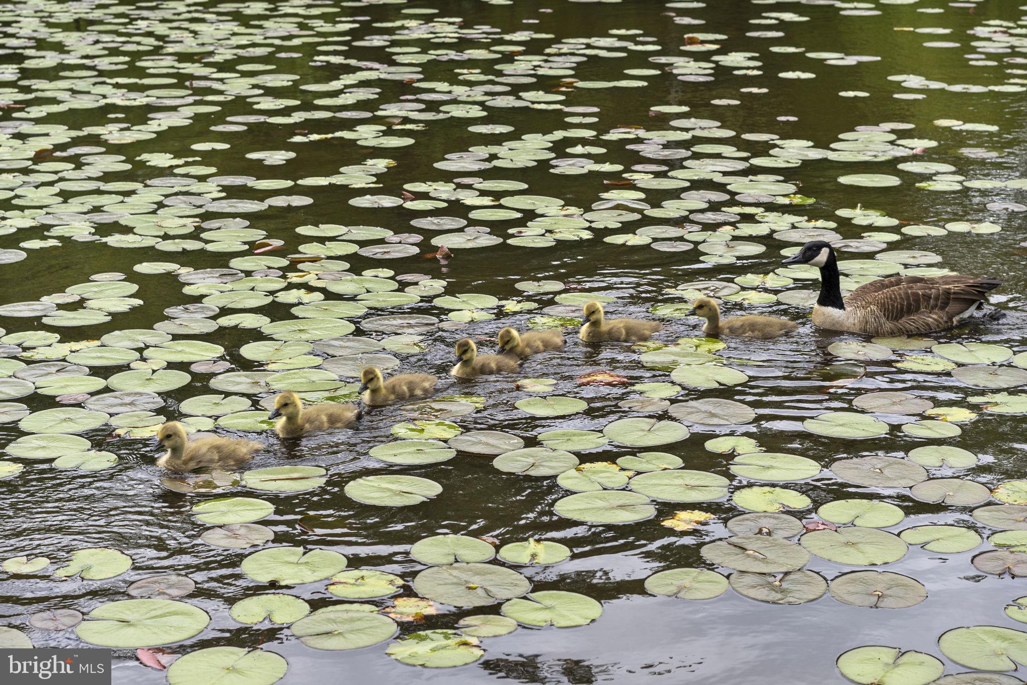 4668 Westfields Boulevard Chantilly, VA 20151 - Photo 34 of 45