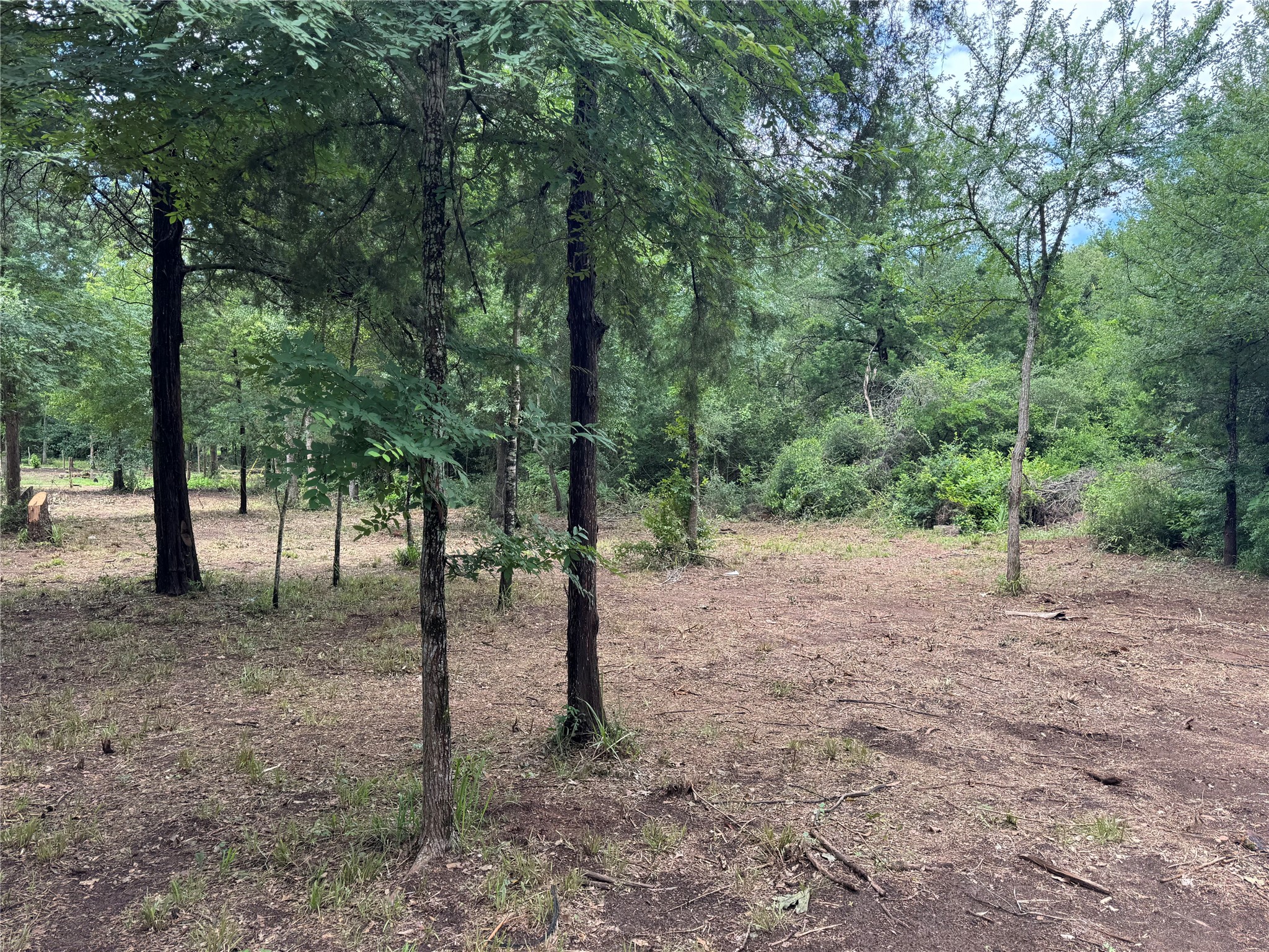 891 Cedar Creek Road Caldwell, TX 77836 - Photo 13 of 18 a view of a forest with trees in the background