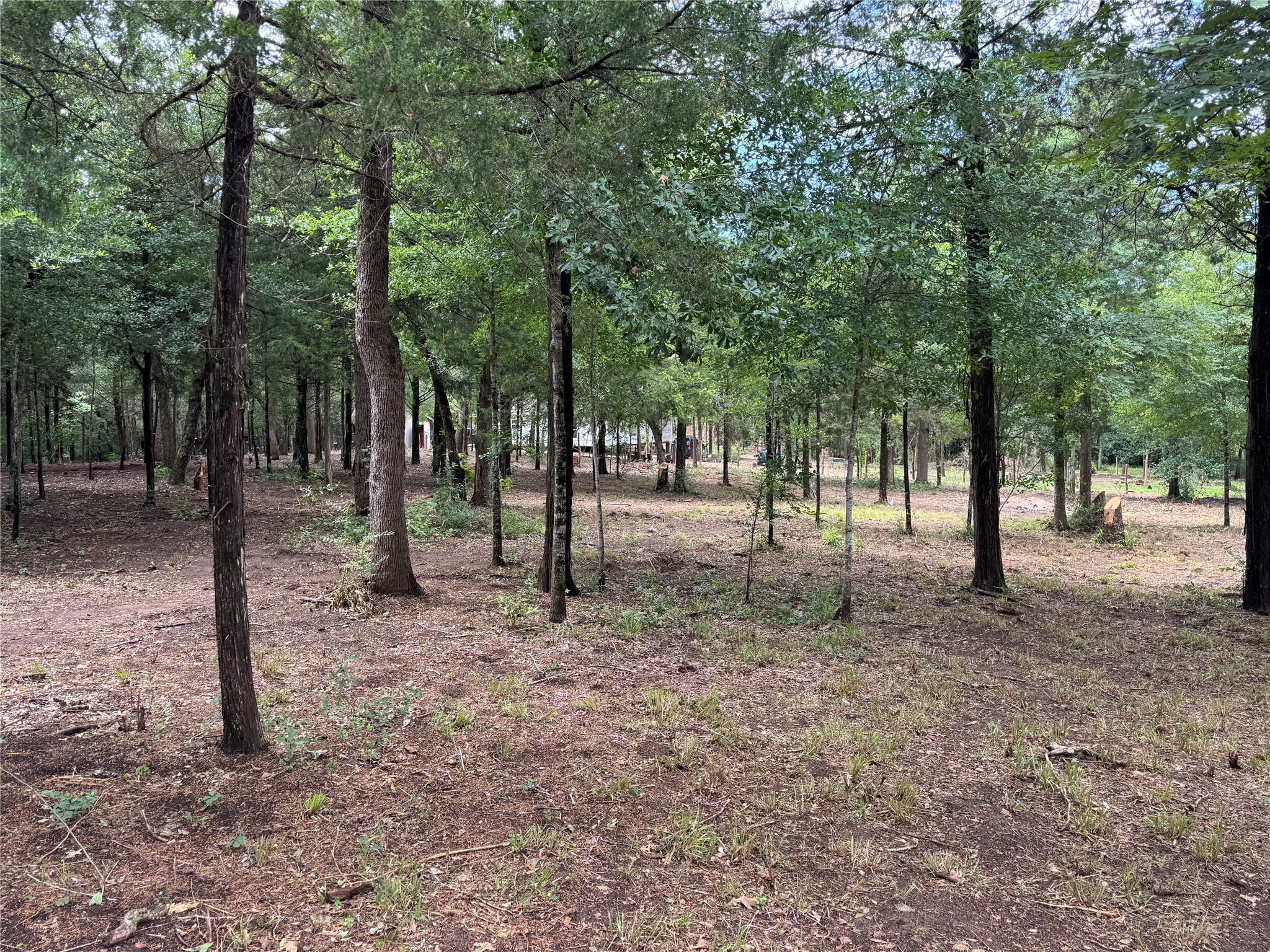 891 Cedar Creek Road Caldwell, TX 77836 - Photo 14 of 18 a view of outdoor space with trees