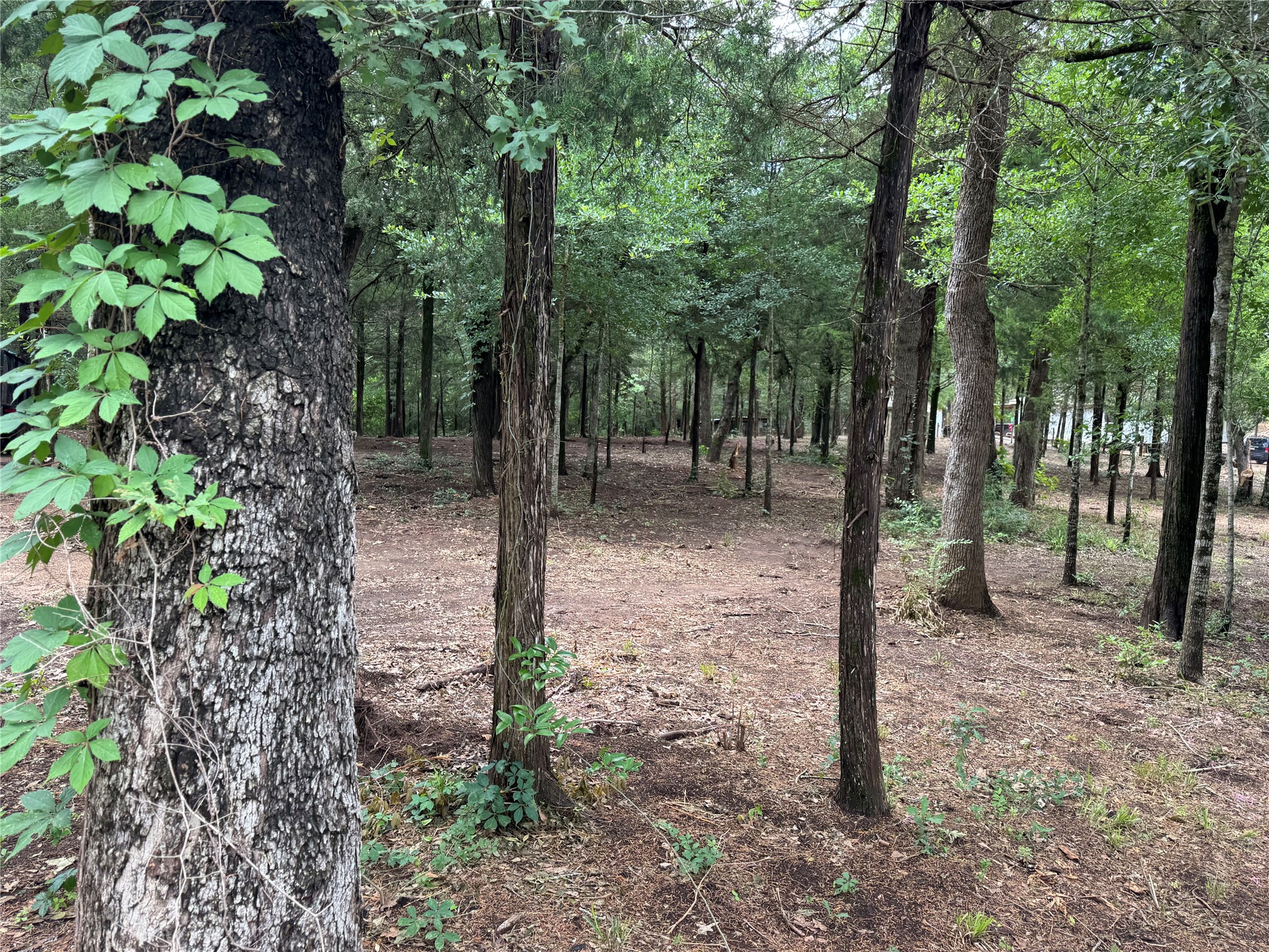 891 Cedar Creek Road Caldwell, TX 77836 - Photo 15 of 18 a view of a forest with trees