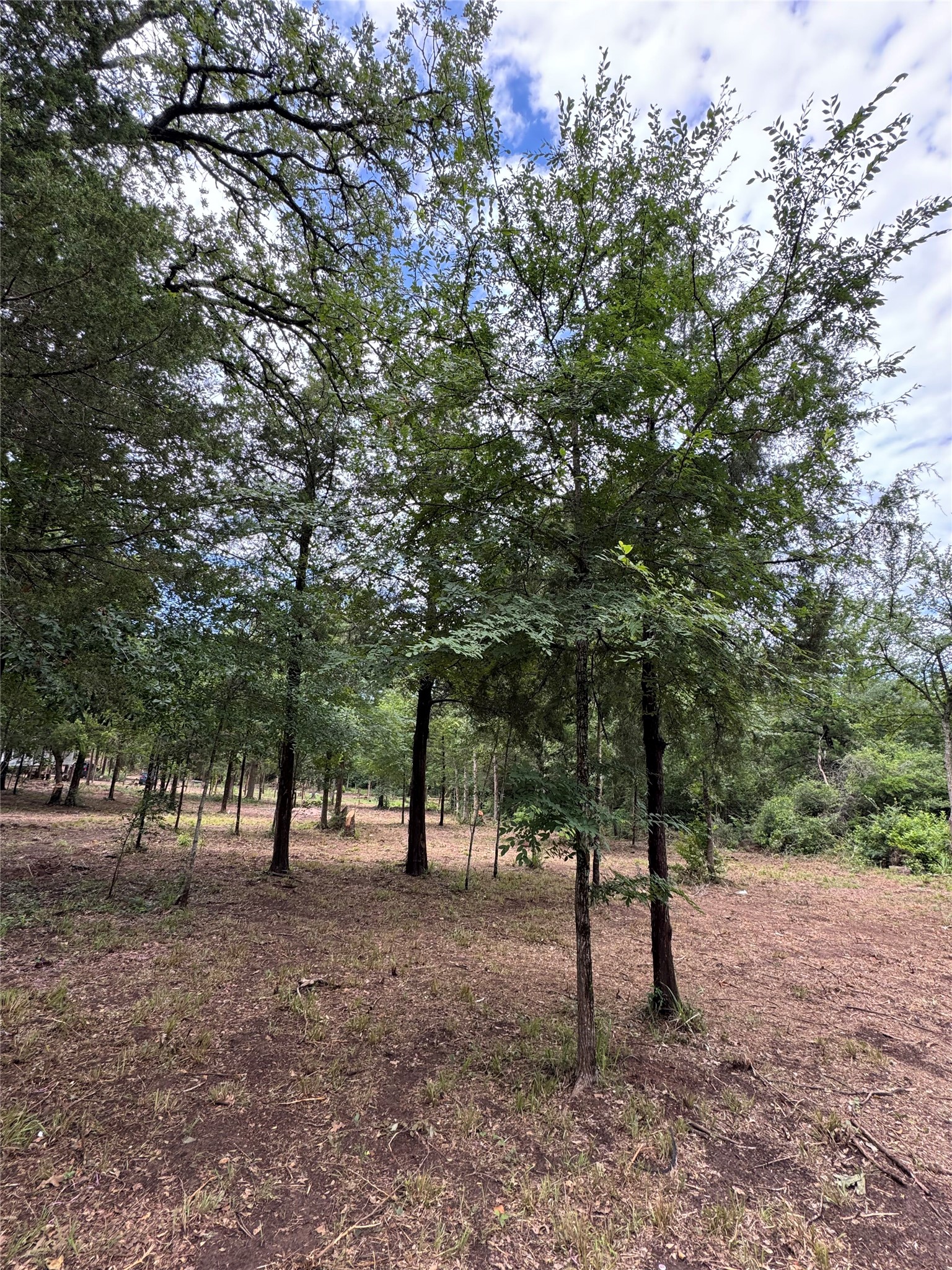 891 Cedar Creek Road Caldwell, TX 77836 - Photo 17 of 18 a view of some trees in the forest