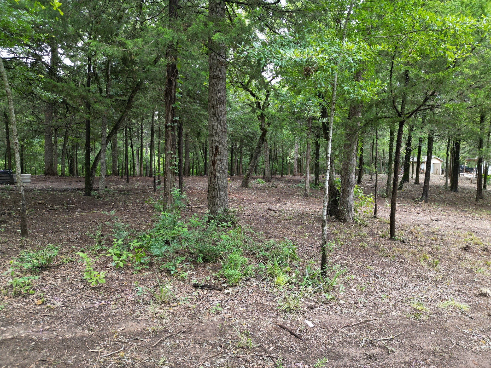 891 Cedar Creek Road Caldwell, TX 77836 - Photo 8 of 18 a backyard of a house with lots of trees