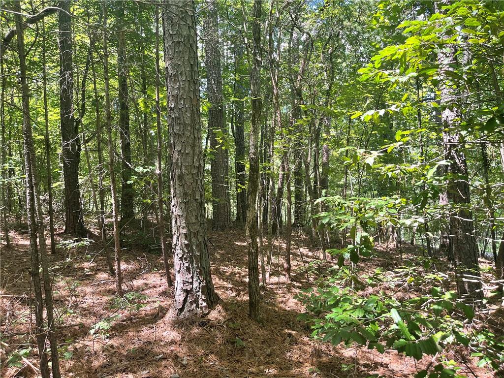 0 Salem Church Road Jasper, GA 30143 - Photo 3 of 11