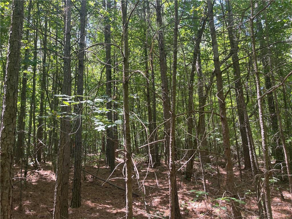 0 Salem Church Road Jasper, GA 30143 - Photo 8 of 11