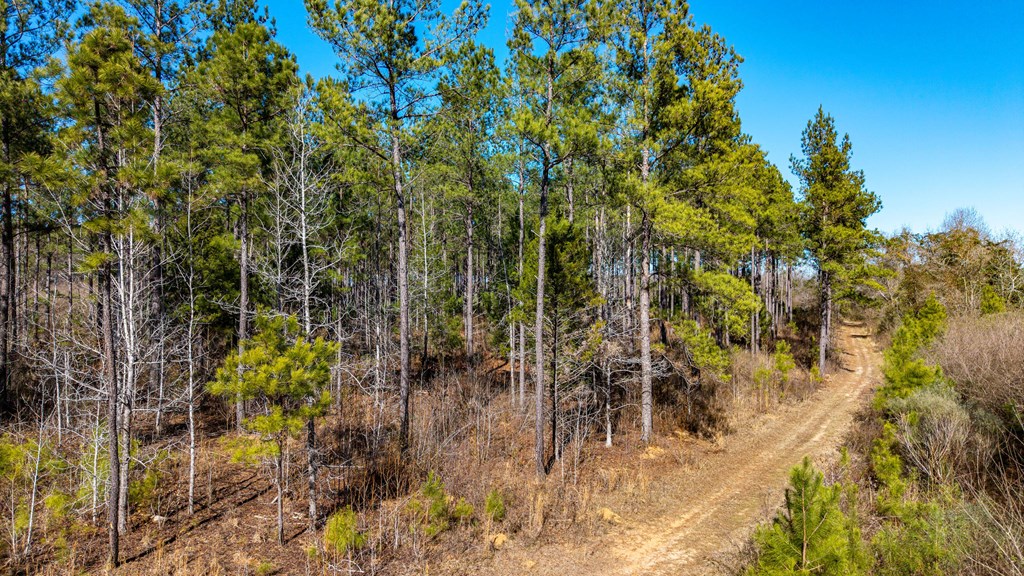 0 Bruner Pond Road Ashford, AL 36312 - Photo 20 of 30
