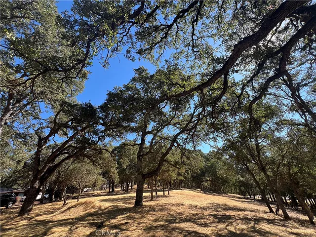 a view of tree covered with snow