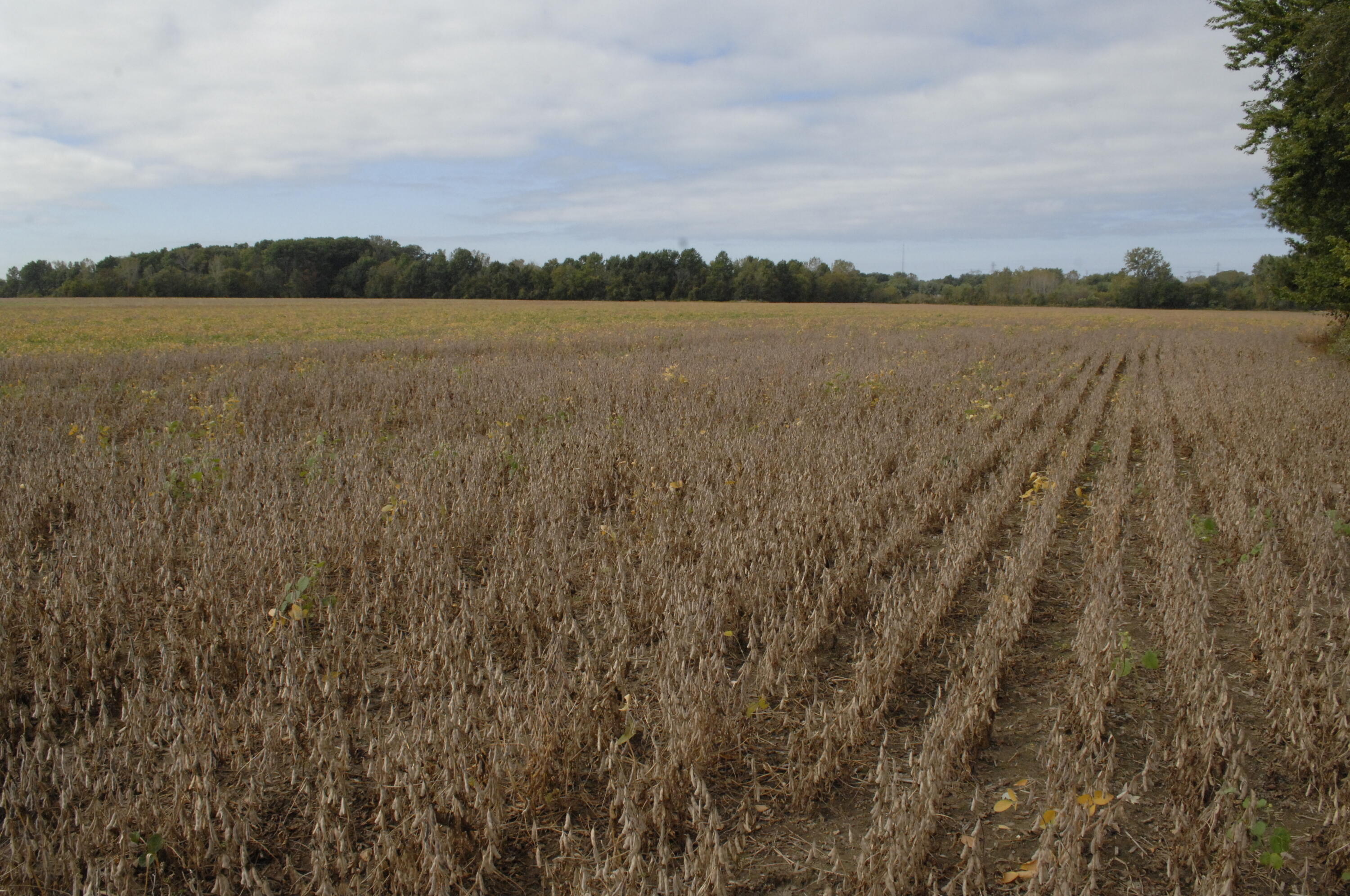 Holden Road Baroda, MI 49101 - Photo 2 of 13 _D2X0909