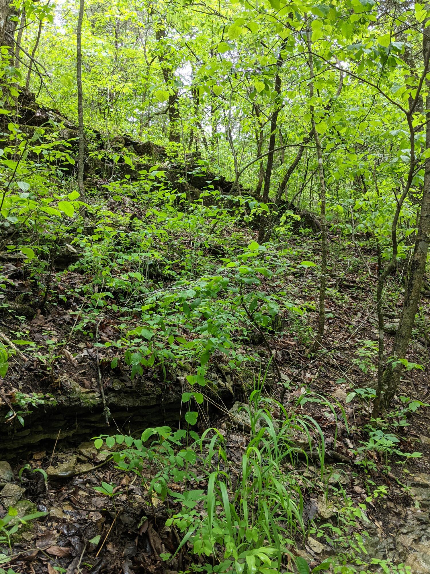 0 Coyote Ridge Road Cassville, MO 65625 - Photo 18 of 36 PXL_20210522_181956952.MP