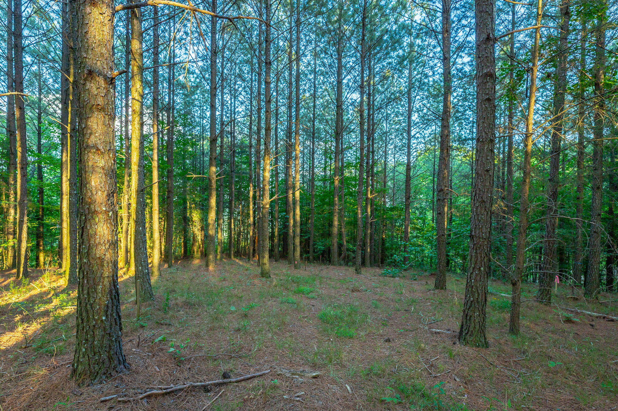 0 Back Basin Trail, Unit LOT 1244 Chattanooga, TN 37419 - Photo 39 of 119 0 Back Basin Trail - Lot 1244 HD-53