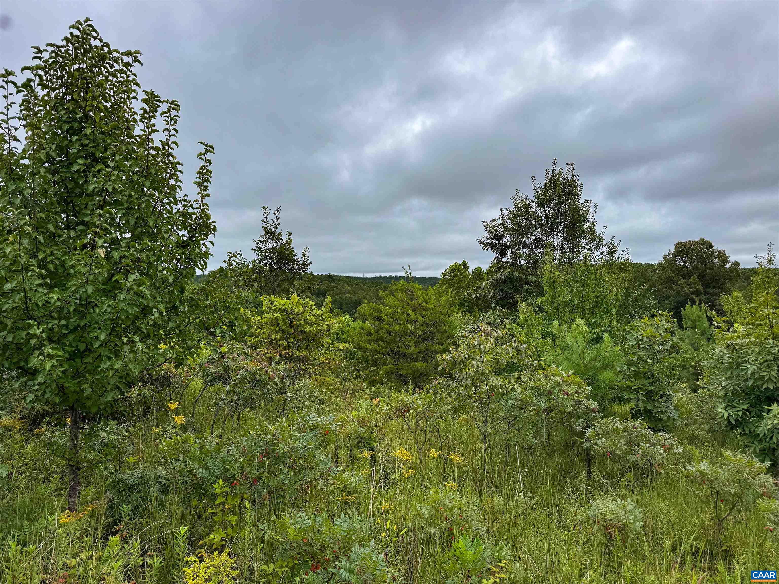 Tba Old Green Mountain Road Esmont, VA 22937 - Photo 11 of 33 a view of a bunch of trees