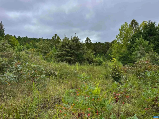 a view of a bunch of trees and bushes