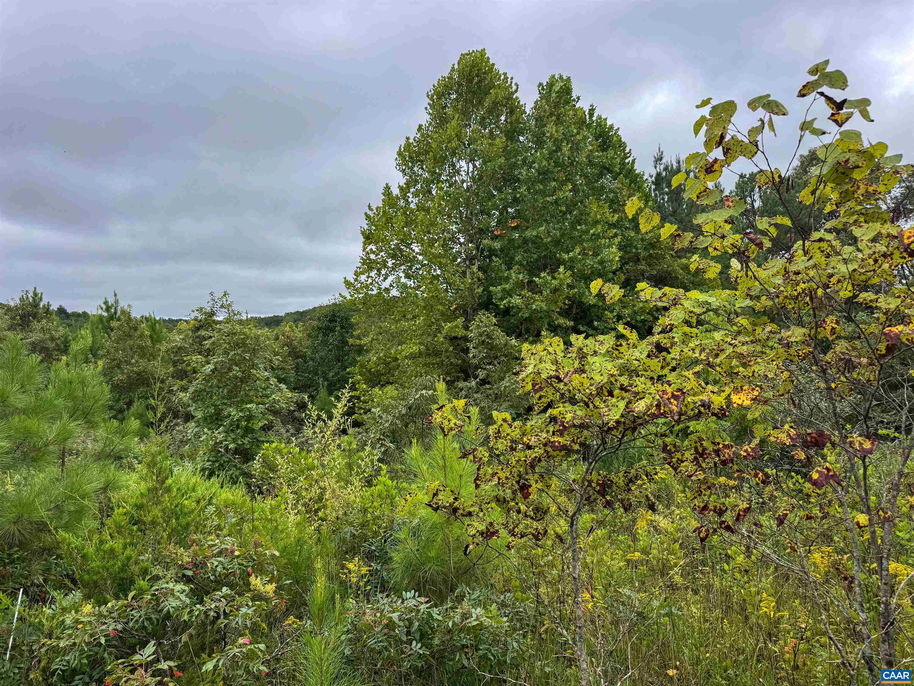 Tba Old Green Mountain Road Esmont, VA 22937 - Photo 14 of 33 a view of a bunch of trees and bushes