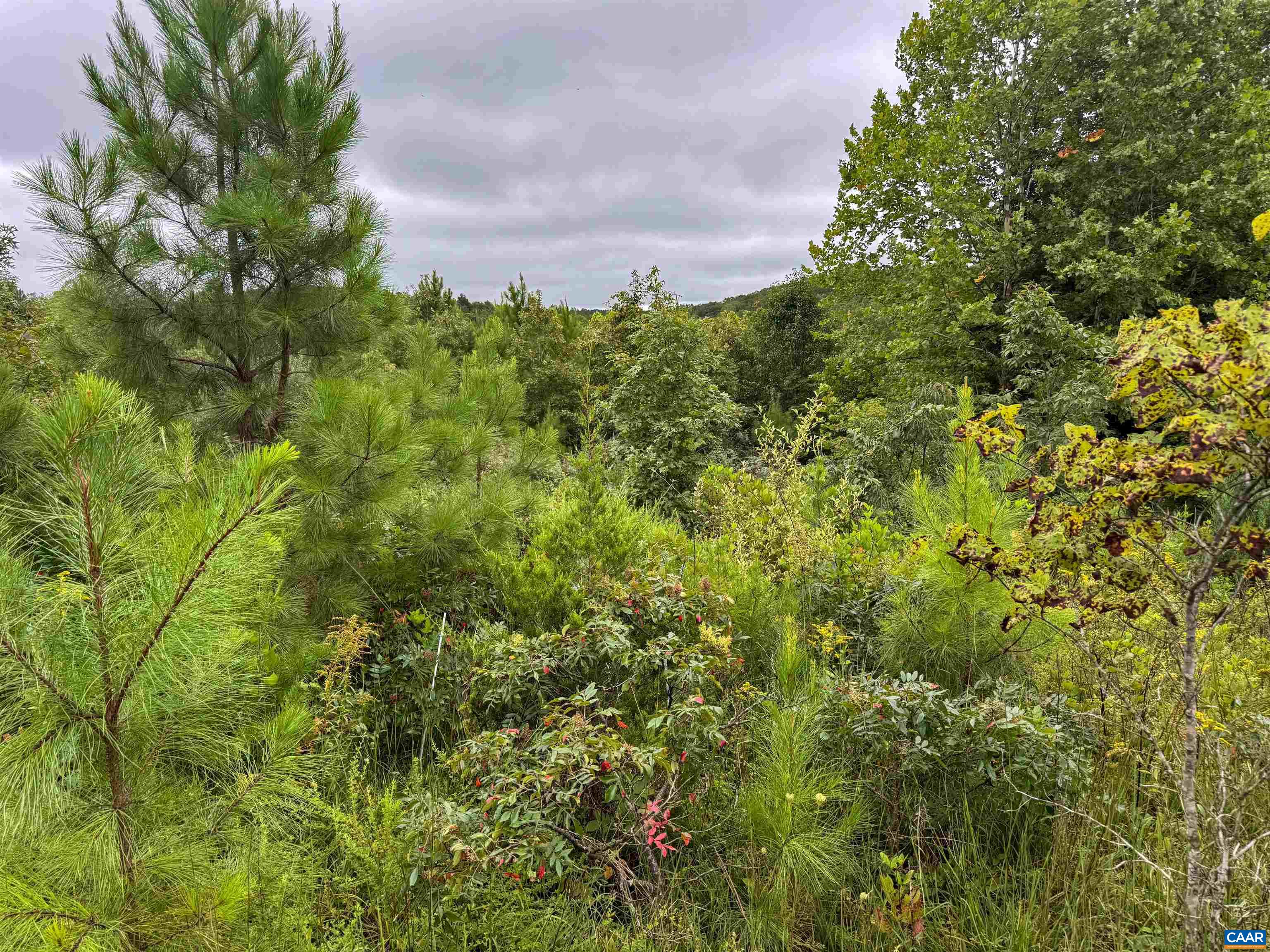 Tba Old Green Mountain Road Esmont, VA 22937 - Photo 16 of 33