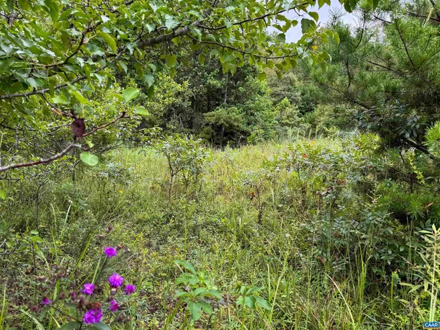 a view of a bunch of trees