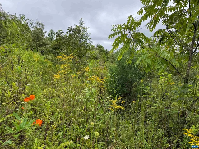 a view of a lush green forest