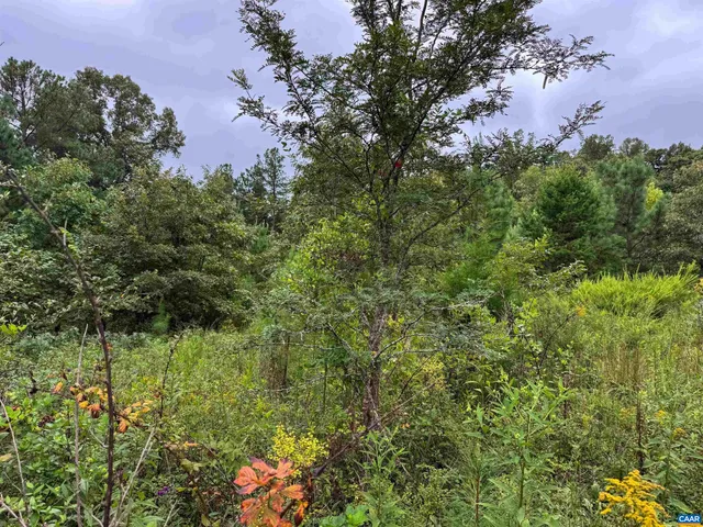 a view of a lush green forest