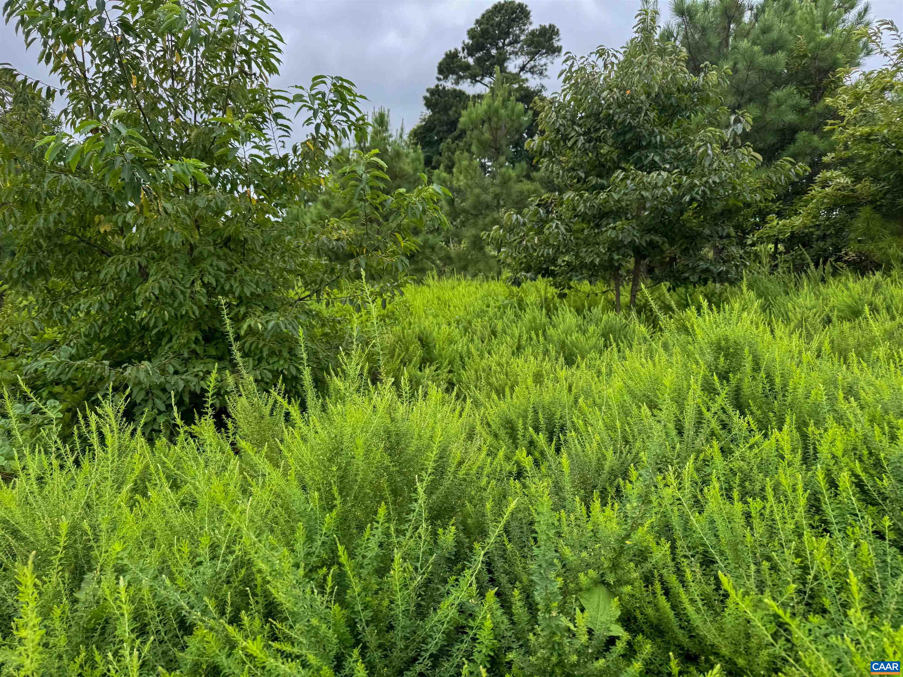 Tba Old Green Mountain Road Esmont, VA 22937 - Photo 21 of 33 a view of a lush green forest