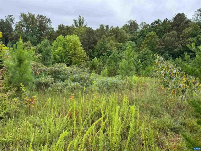 a view of a bunch of trees