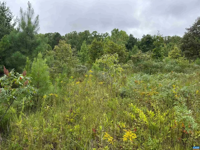 a view of a lush green forest