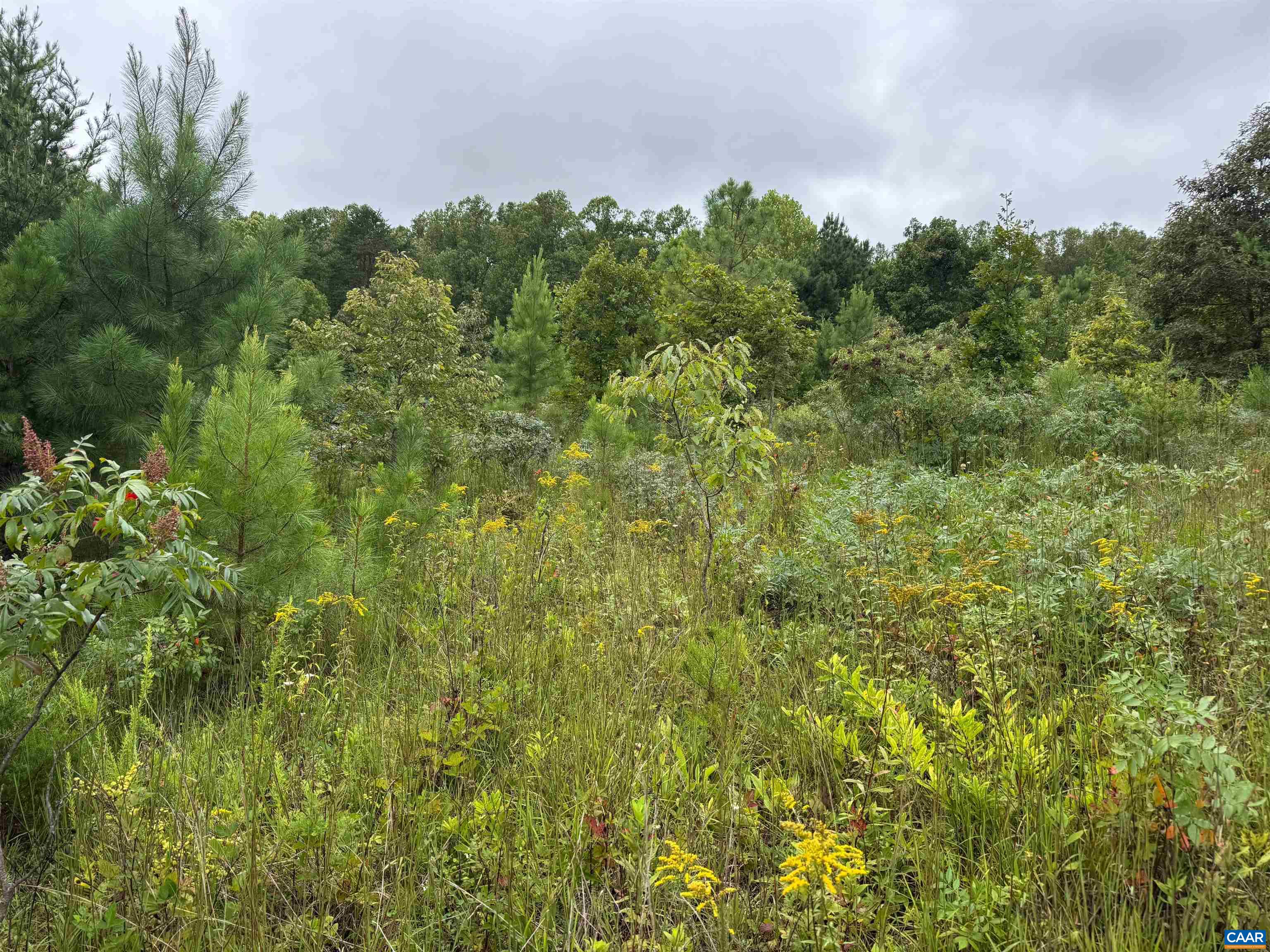 Tba Old Green Mountain Road Esmont, VA 22937 - Photo 23 of 33 a view of a lush green forest