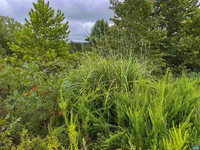 a view of a big yard with plants and large trees