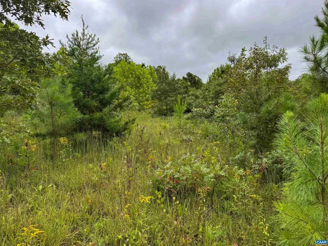 a view of a bunch of plants in a yard