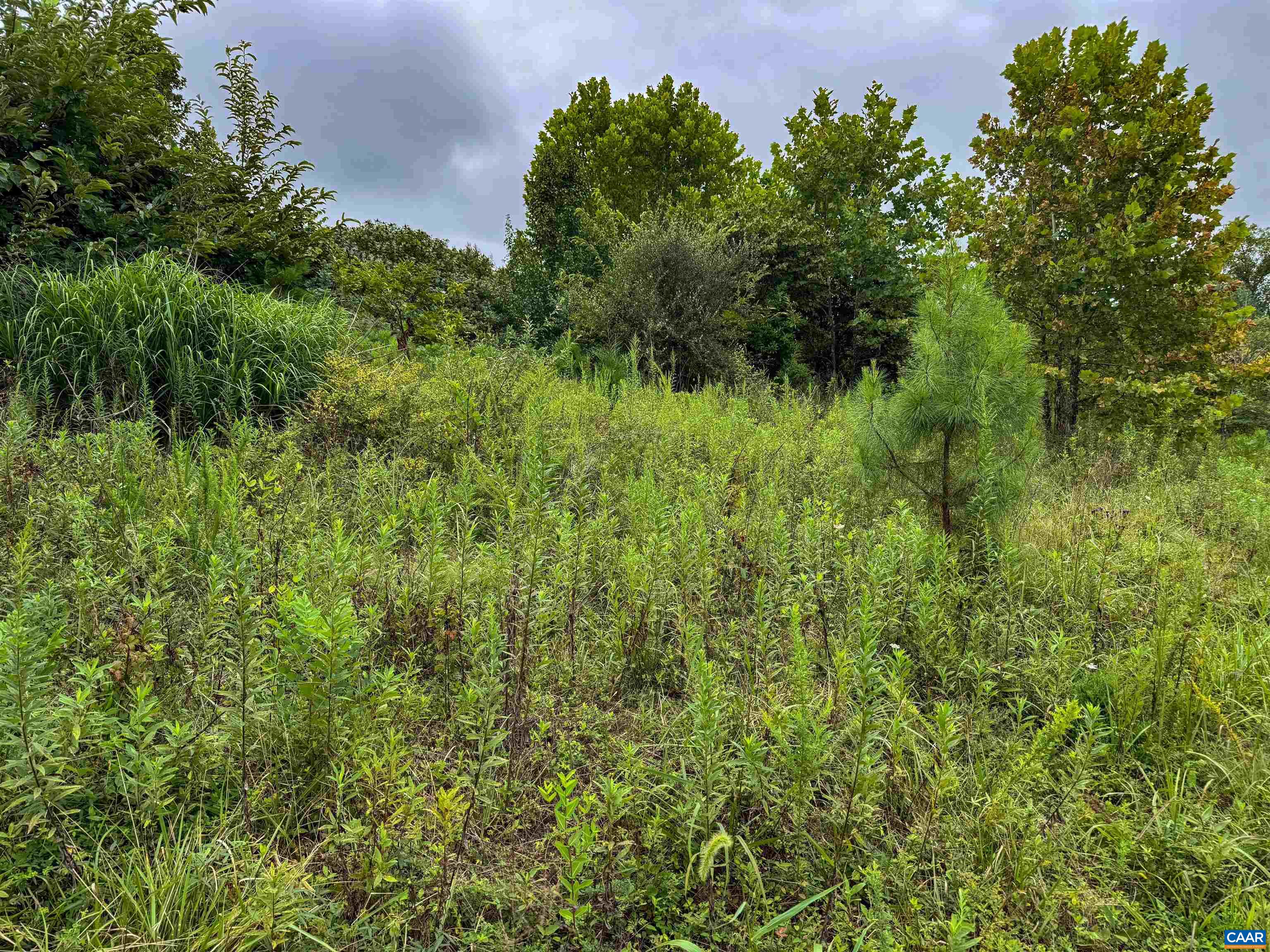 Tba Old Green Mountain Road Esmont, VA 22937 - Photo 30 of 33 a view of a lush green forest