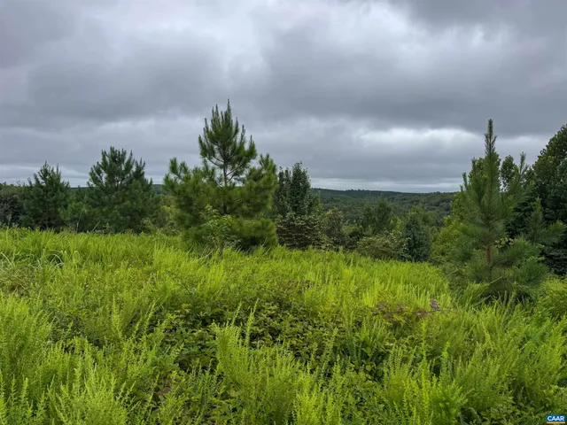 a view of a big yard with a large tree and plants