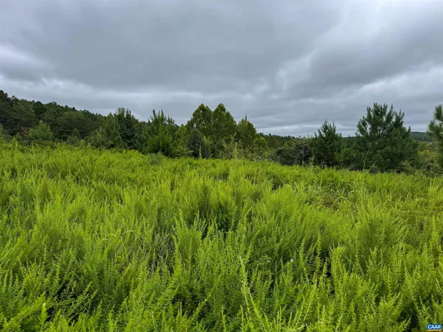 a view of a bunch of trees