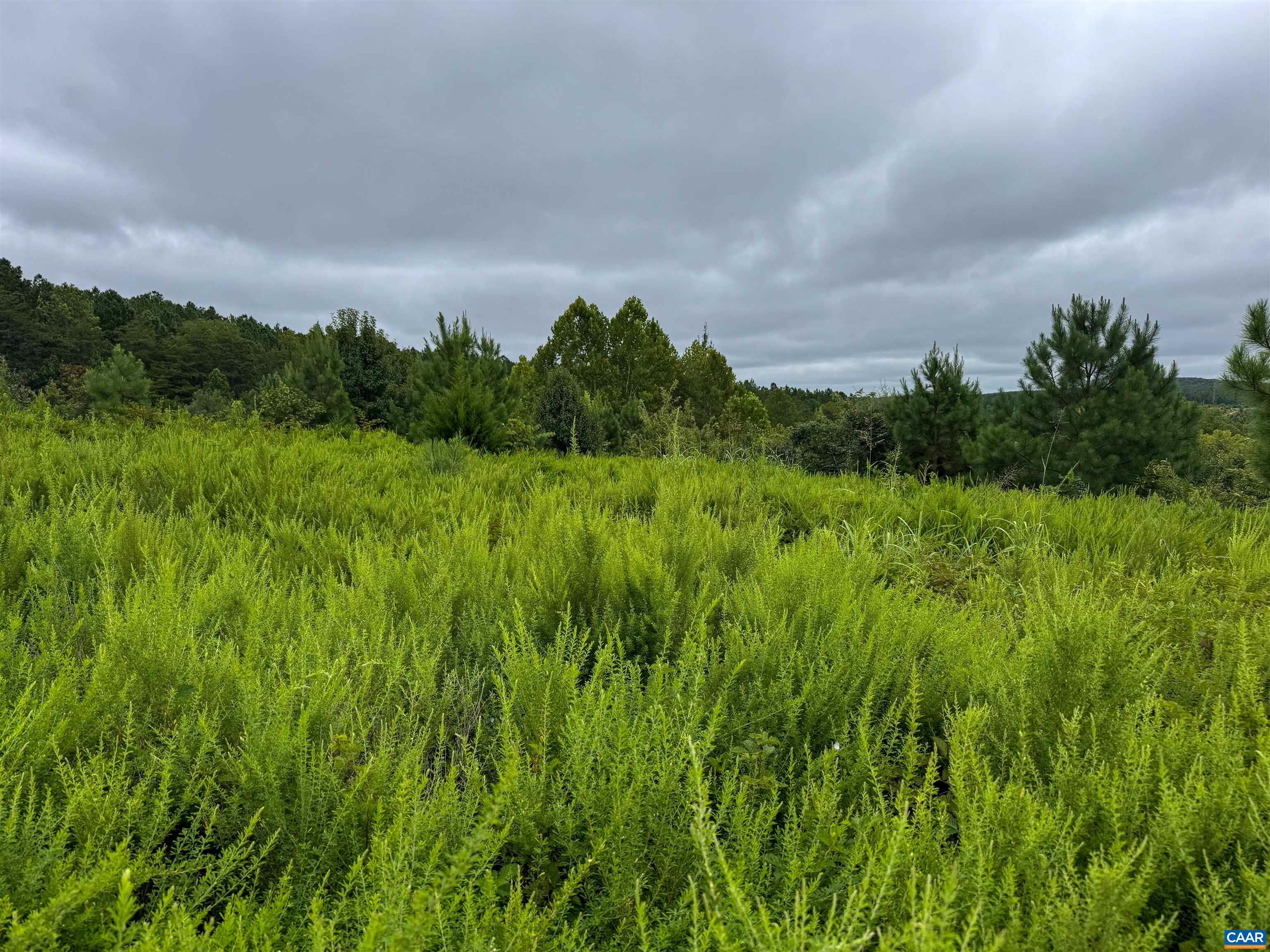 Tba Old Green Mountain Road Esmont, VA 22937 - Photo 9 of 33 a view of a big yard with a large tree and plants
