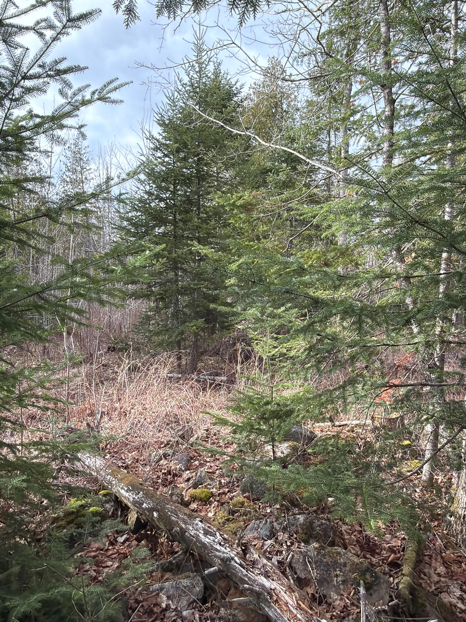 485 Hudson Road Corinth, ME 04427 - Photo 33 of 38 IMG_4759