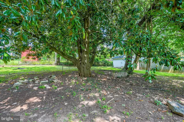 a view of a park with large trees
