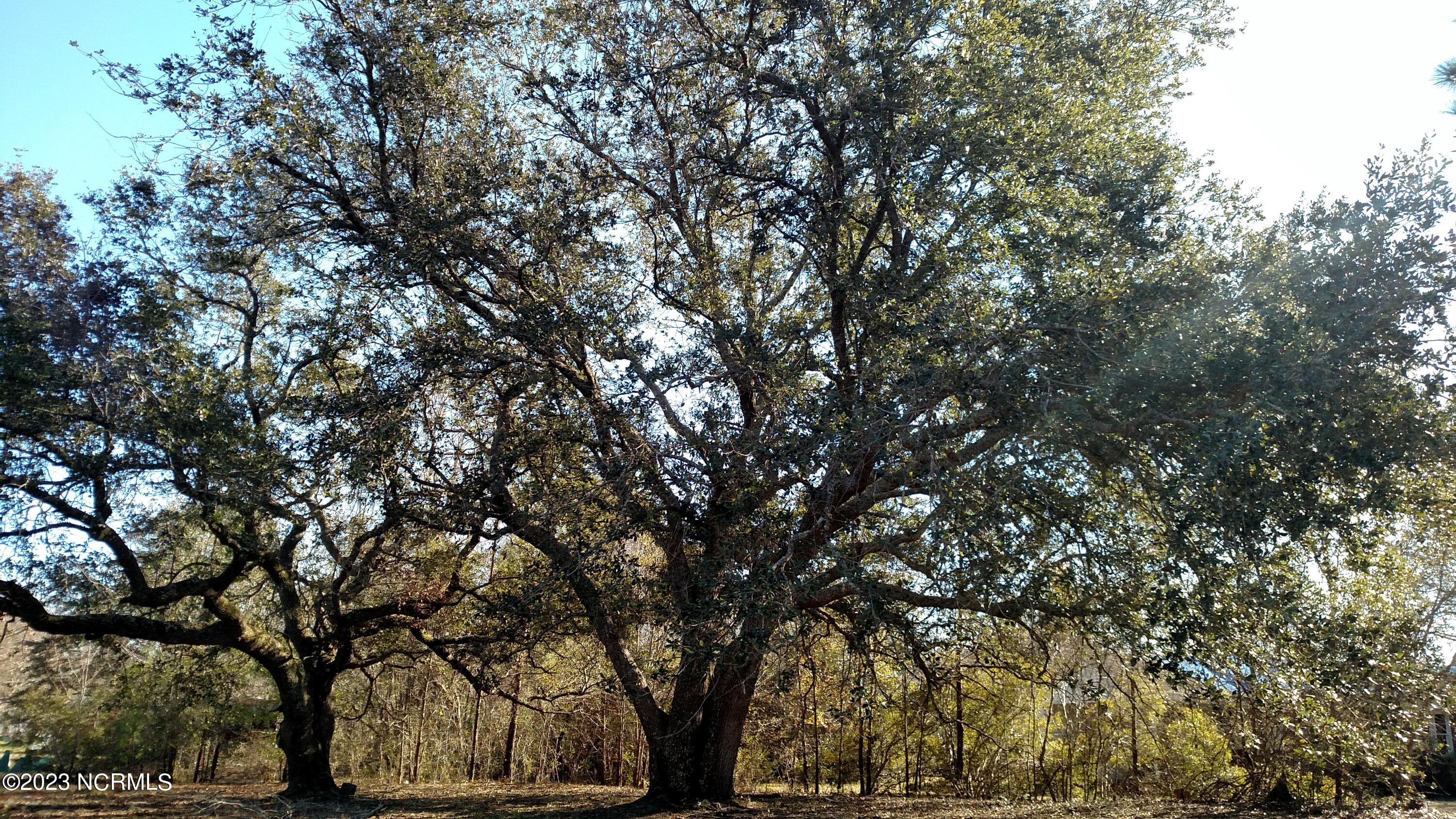 Majestic oaks