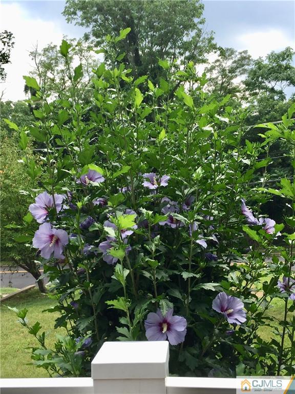 387 Middle Road Hazlet, NJ 07730 - Photo 20 of 20 a view of a flower in a garden