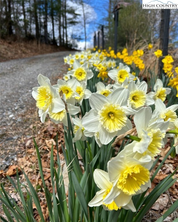 111 Peace Hill Road Fleetwood, NC 28626 - Photo 42 of 49 a view of swimming pool with a yard