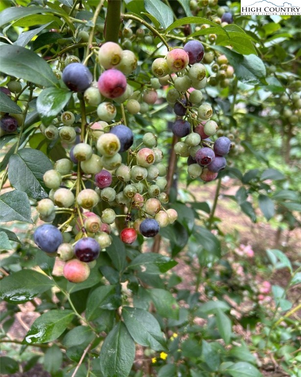 111 Peace Hill Road Fleetwood, NC 28626 - Photo 43 of 49 a view of flowers