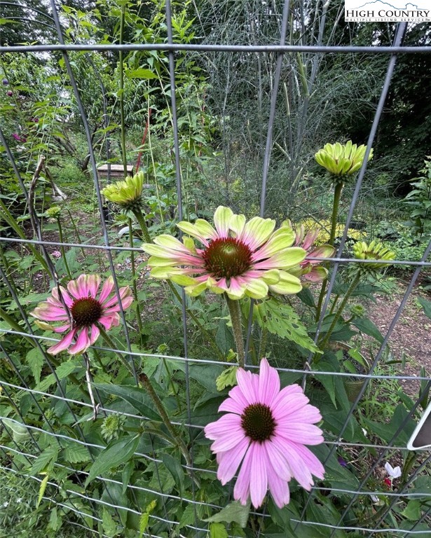 111 Peace Hill Road Fleetwood, NC 28626 - Photo 47 of 49 a view of a flower in a yard