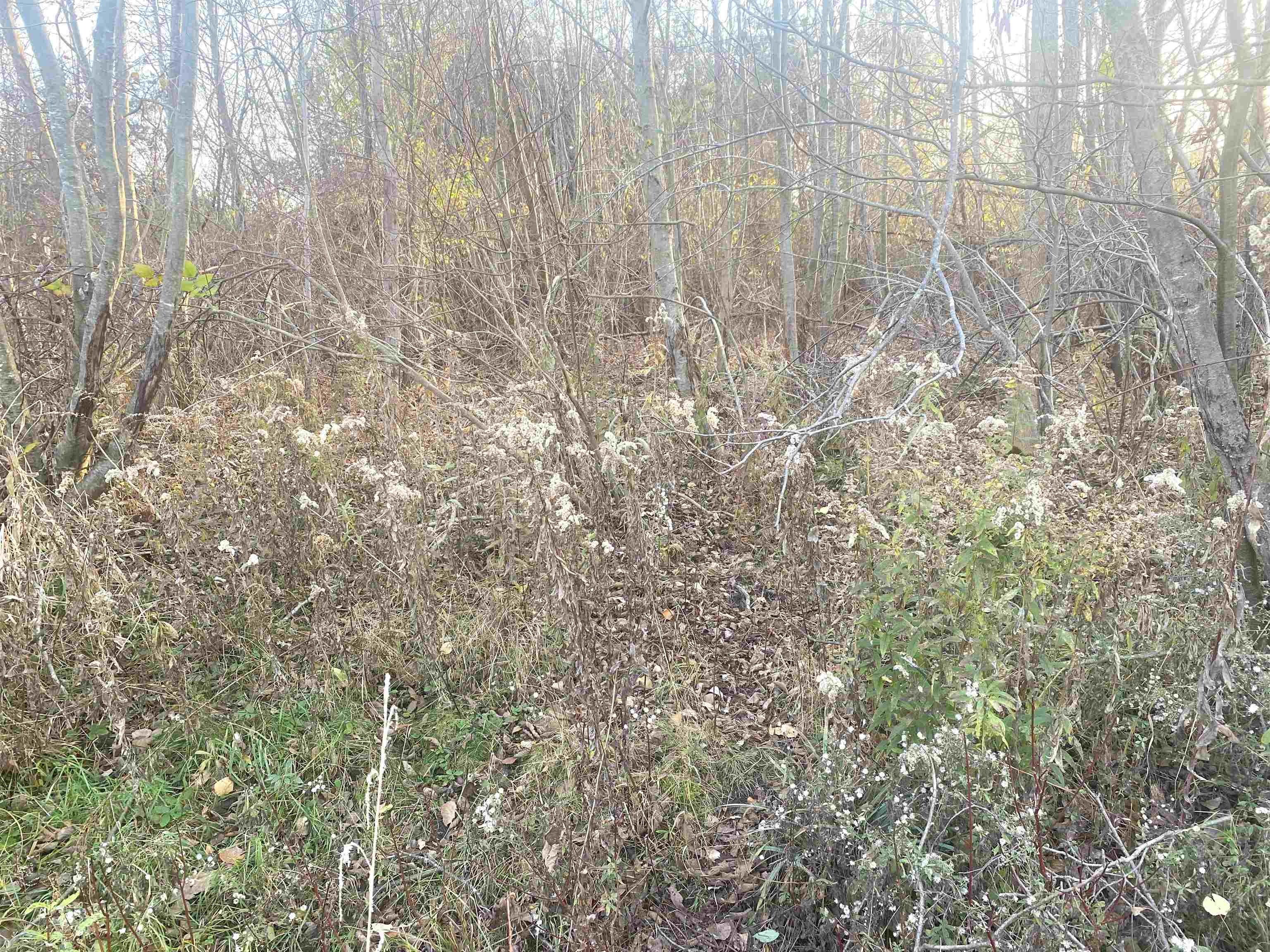 Tbd East Wing Road Shepherd, MI 48883 - Photo 8 of 9