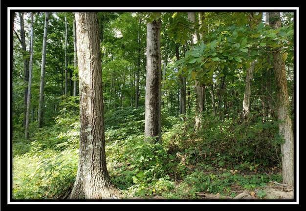 0 Pedigo Ridge Road, Unit TRACT 1) New Marshfield, OH 45766 - Photo 74 of 78 image074