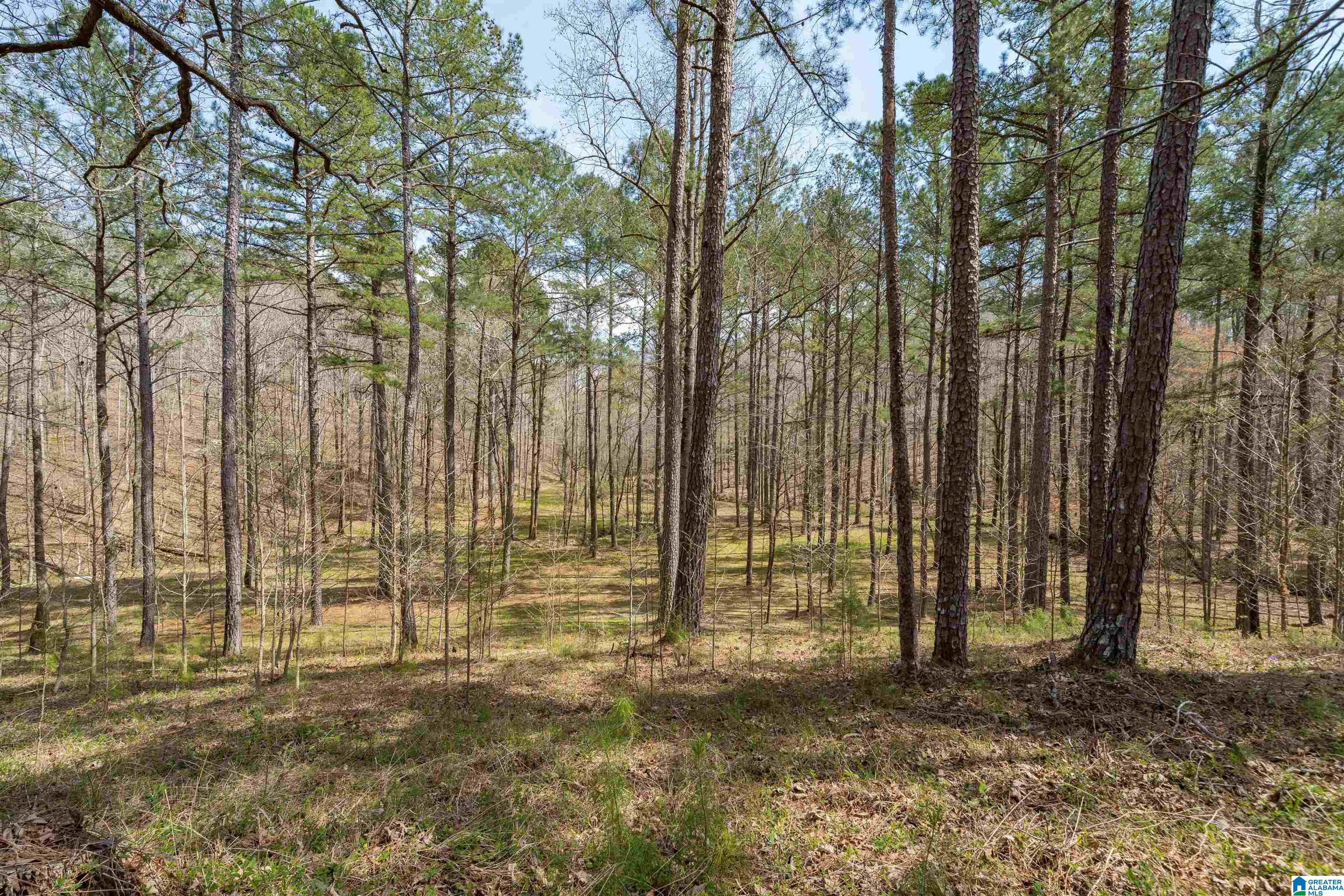 184 Sequoyah Road Pell City, AL 35128 - Photo 26 of 46