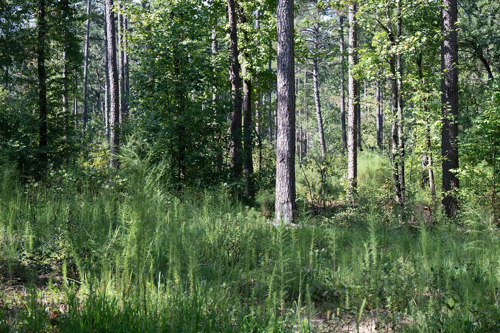 Lot 4 Rock Crusher Road Walhalla, SC 29691 - Photo 7 of 10 Mature trees and lush green foliage cover this peaceful wooded property.