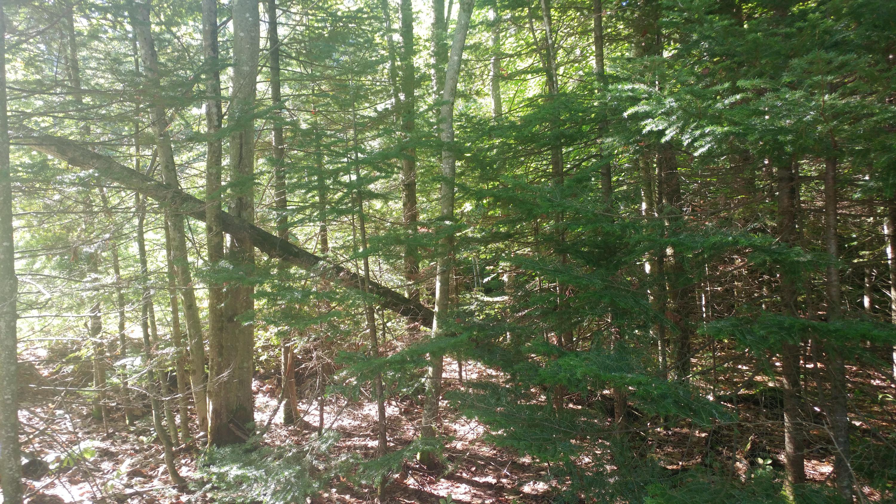 Lot 9 Hopper Road Acton, ME 04001 - Photo 5 of 8 nason hopper pic 7