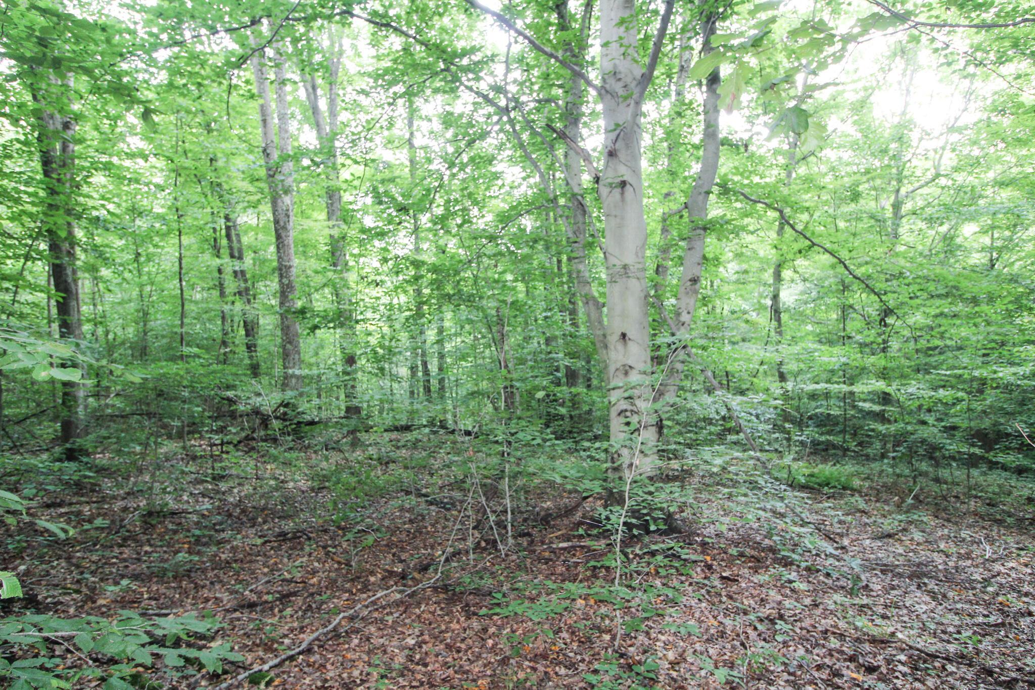 0 Dietrick Hill Road Philo, OH 43771 - Photo 14 of 25 IMG_4901