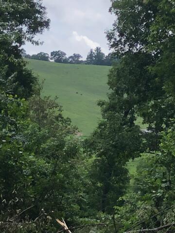 Greasy Hollow Rd Road Speedwell, TN 37870 - Photo 9 of 11 IMG_20210721_113403_02