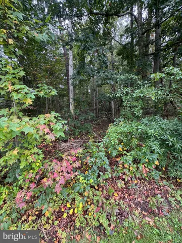 a view of a garden with flowers and flowers